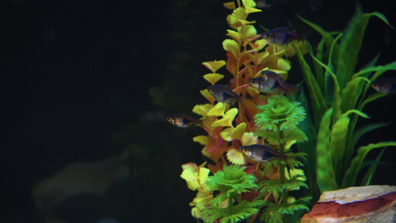 Cardume de peixes pequenos nadando em um aquário de água doce