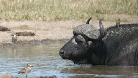 African-Animals-Harmony,-Cape-Buffalo-and-Birds-in-Water-Chilling-on-Hot-Day,-Close-Up-Full-Frame-Slow-Motion