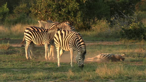 baño de polvo de cebra mientras otros comen hierba en la sabana africana, animales salvajes en la reserva natural protegida
