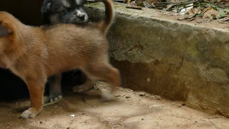 thai puppy dog