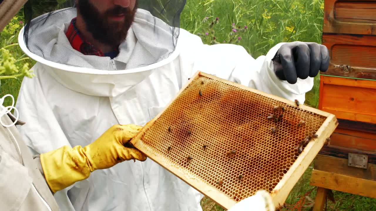 Beekeepers holding and examining beehive
