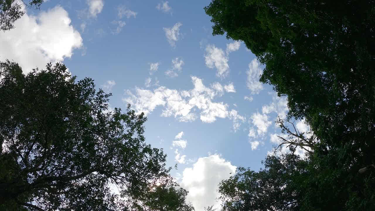 초록색 나무 잎 을 통해 빛나는 밝은 빛 광선 의 낮은 각도 시각