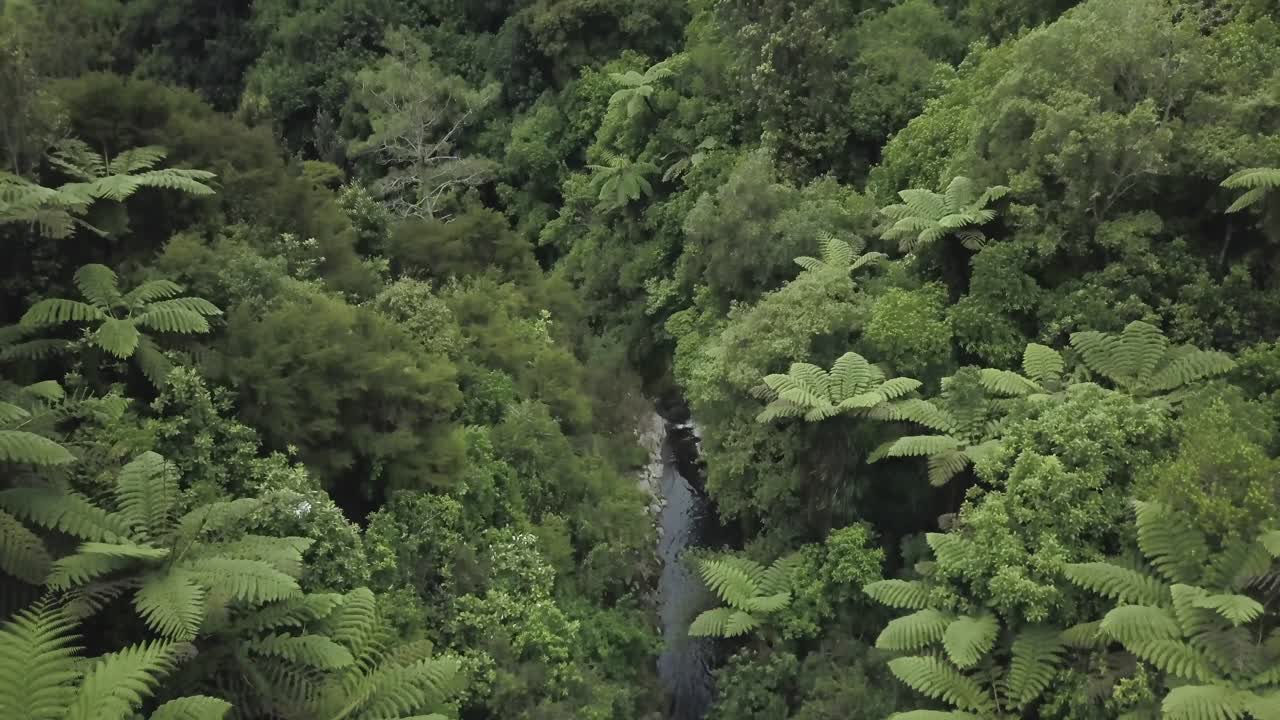 Lush green rainforest with a stream and waterfall