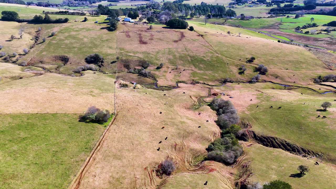 Drone footage glides over sunlit, grassy hills with scattered cattle and trees in rural Dorrigo, New South Wales. Smooth, steady camera movement reveals expansive farmland