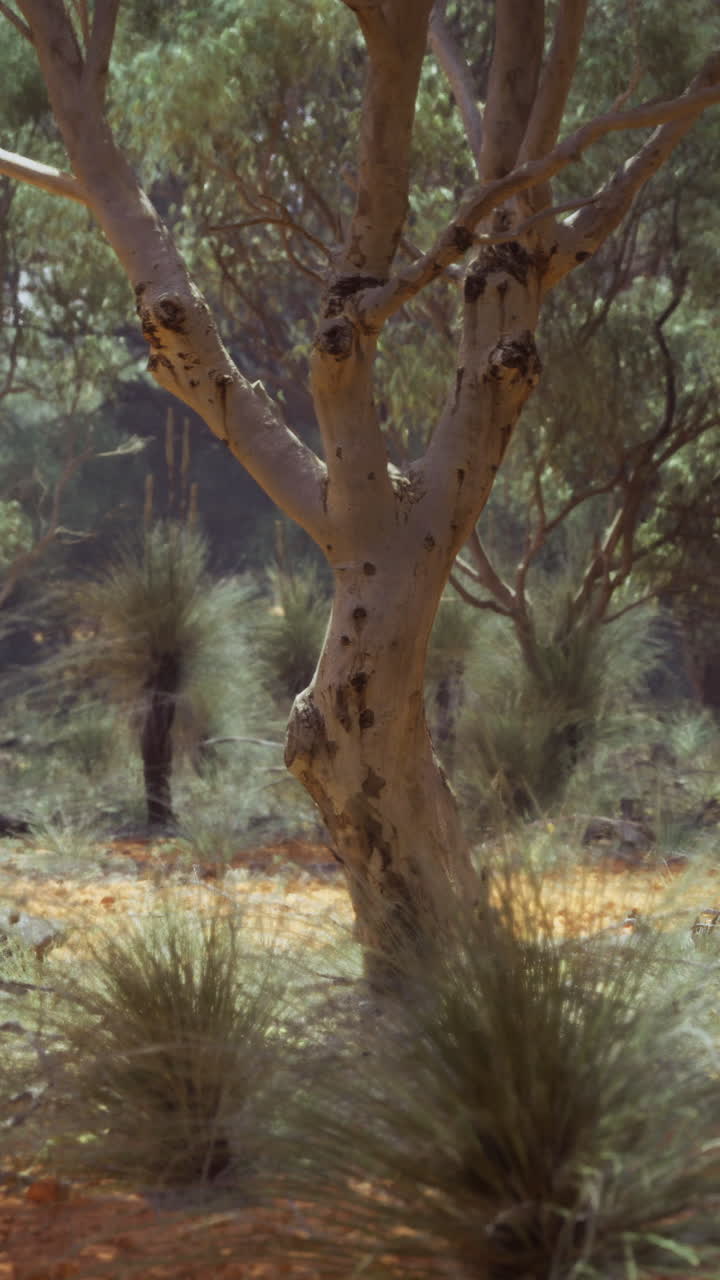 Paesaggio unico con vegetazione rigogliosa e un albero solitario in un'area arida.