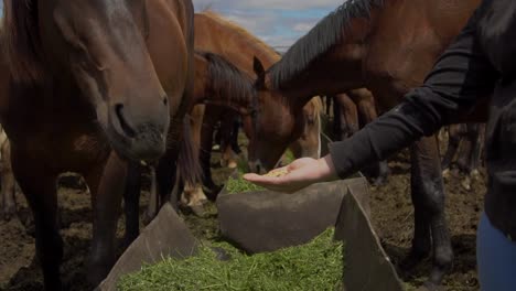 alimentación de los caballos