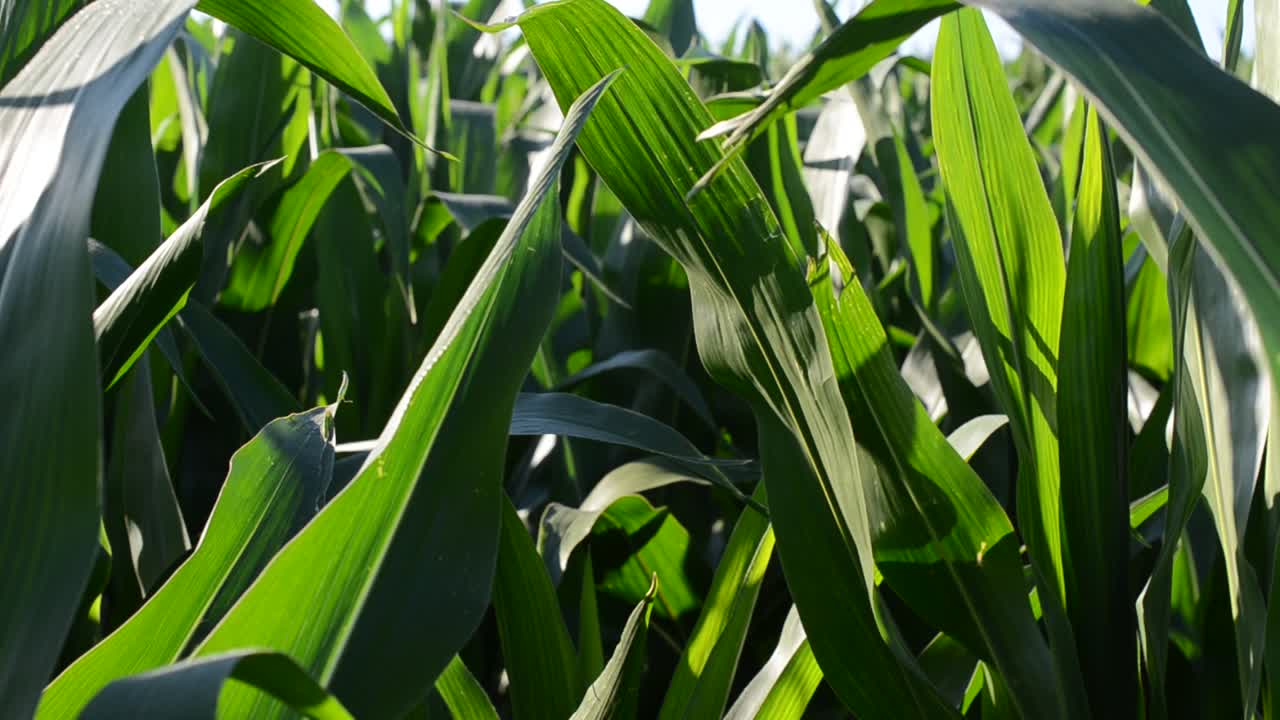 Corn field, small wind. Field of young corn, deciduous background