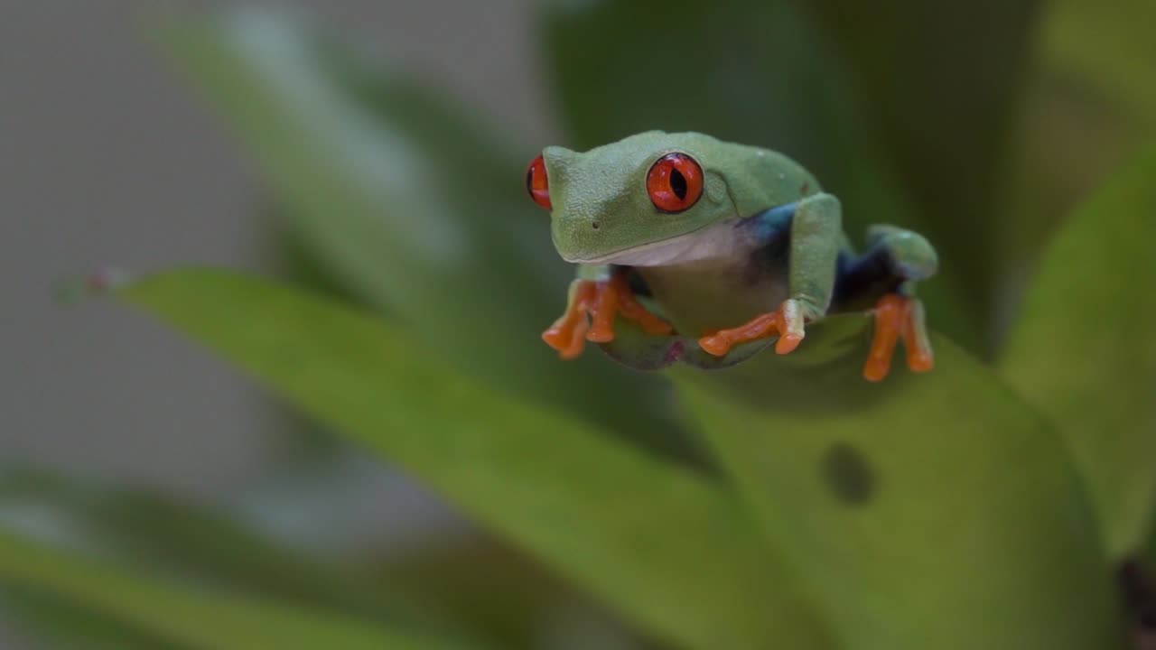 슬로우 모션 2로 정글의 잎에서 뛰어내리는 빨간 눈 청개구리를 닫습니다