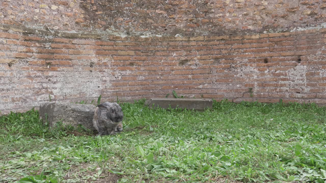 로마 유적 토끼
