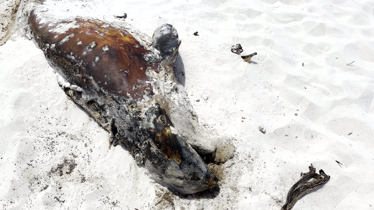 Resti macabri di una carcassa di globicefalo dalle pinne lunghe in decomposizione su una spiaggia di sabbia bianca.