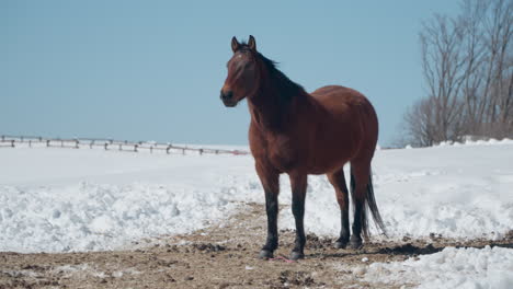 brown horse in snow-capped daegwallyeong sky ranch in winter on sunny day