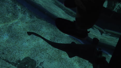 glass floor and swimming small shark in ocenanarium