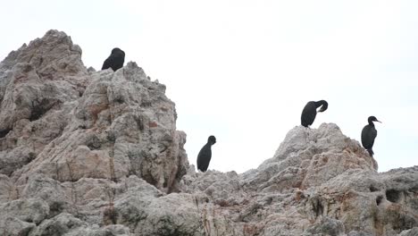 Gruppe-Von-Möwen,-Die-Auf-Einem-Felsen-Nahe-Dem-Strand-Sitzen