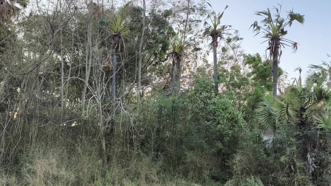 Paesaggio lussureggiante di foresta tropicale con alte palme
