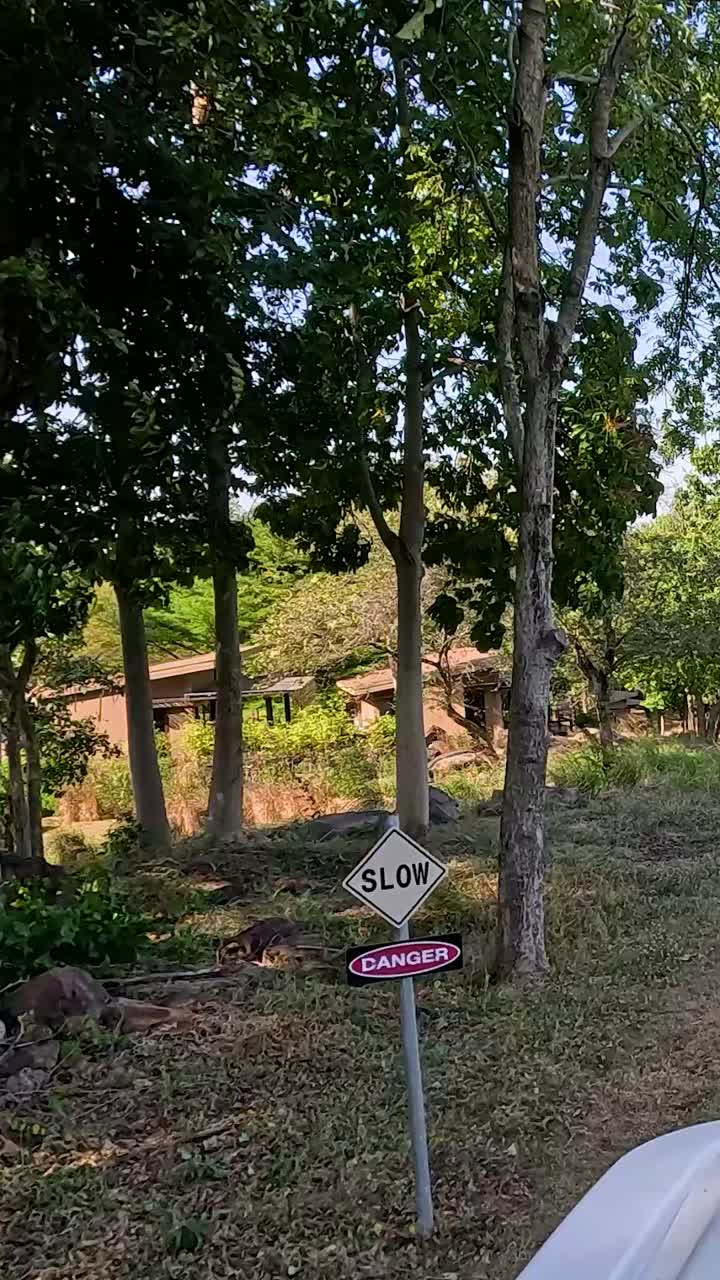 골프 카트는 울창하고 경치 좋은 풍경을 여행합니다.