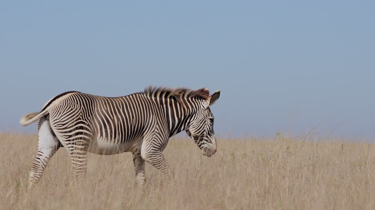 Han-slettezebra går på tørt græsland