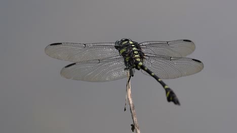 La-Libélula-De-Cola-De-Brida-Común-Se-Ve-Comúnmente-En-Tailandia-Y-Asia