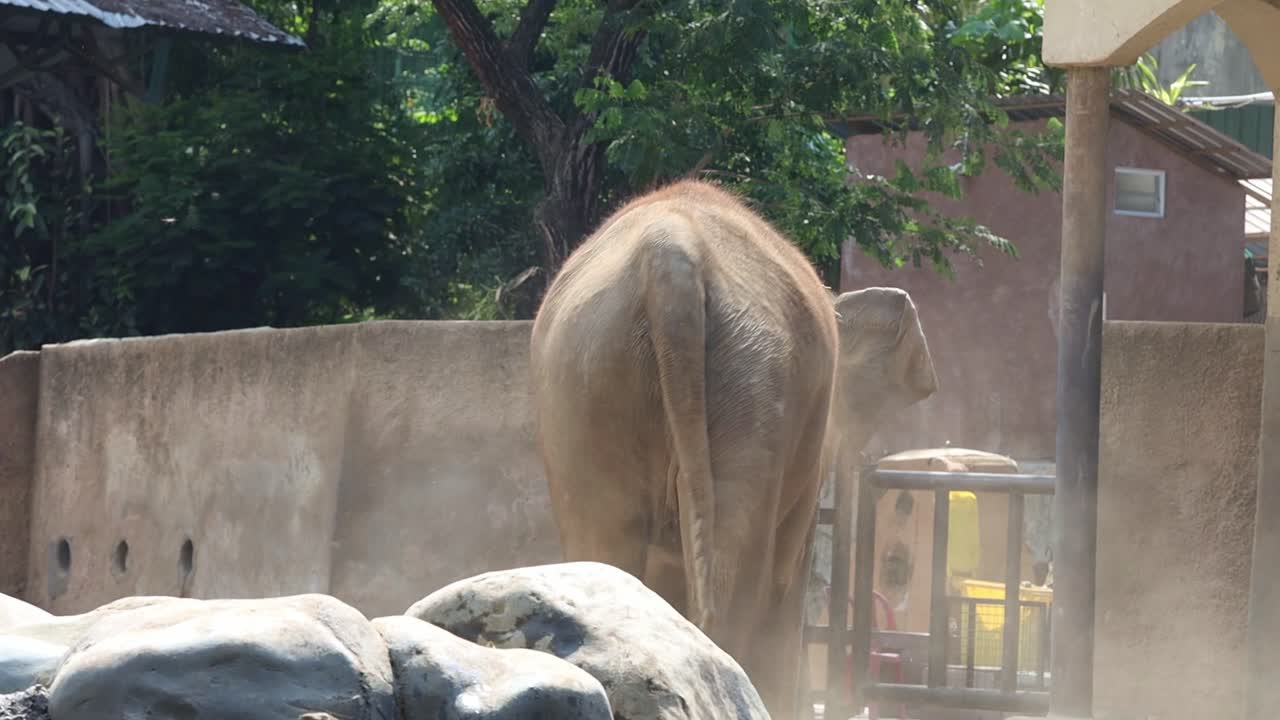 동물원의 코끼리