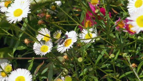 footage of the common green bottle fly cleaning it's proboscis while on a white daisy