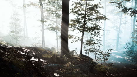 Die-Aufgehende-Sonne-Fällt-An-Einem-Nebligen-Sommermorgen-In-Den-Laubwald