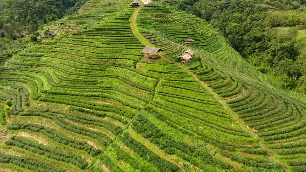 vista aérea de la terraza de la plantación de té en la montaña.