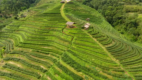vista aérea de la terraza de la plantación de té en la montaña.