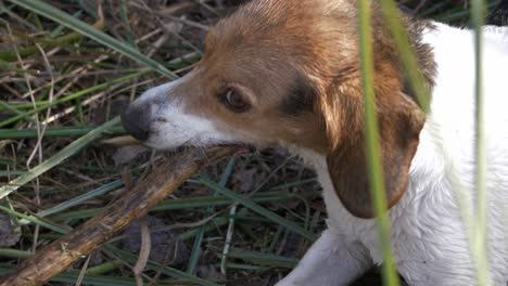 Perro-Mascota-Joven-Muerde-Palo-De-Madera