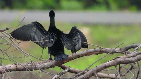 Cormorán-Uhd-Mp4-4k-Video