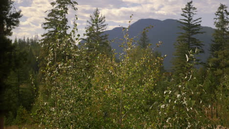 slow motion: aspen tree leaves blowing in moderate wind in montana