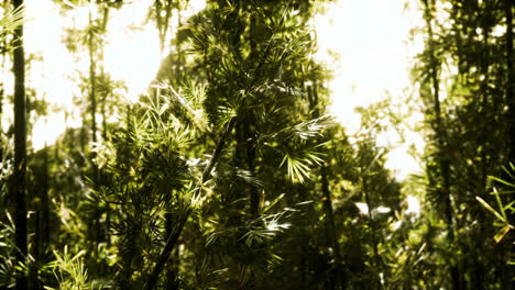 el bosque de bambú verde en hawai
