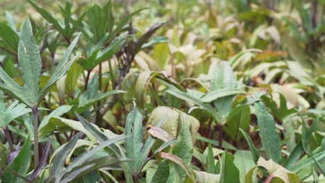 purple sweet potatoes leaves