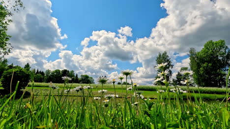 beautiful white daisy flowers under partially cloudy summer sky in time lapse