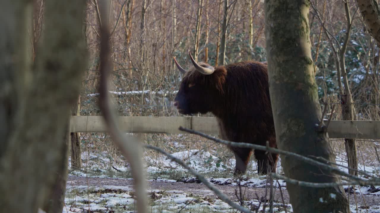 Toro peloso di mucca delle Highlands che inizia a camminare in mostra in una foresta invernale