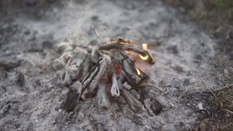 roasting marshmallows over bonfire on the beach at sunset