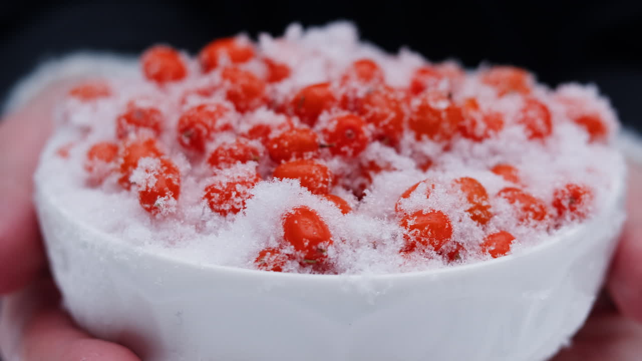 눈 속의 겨울 베리