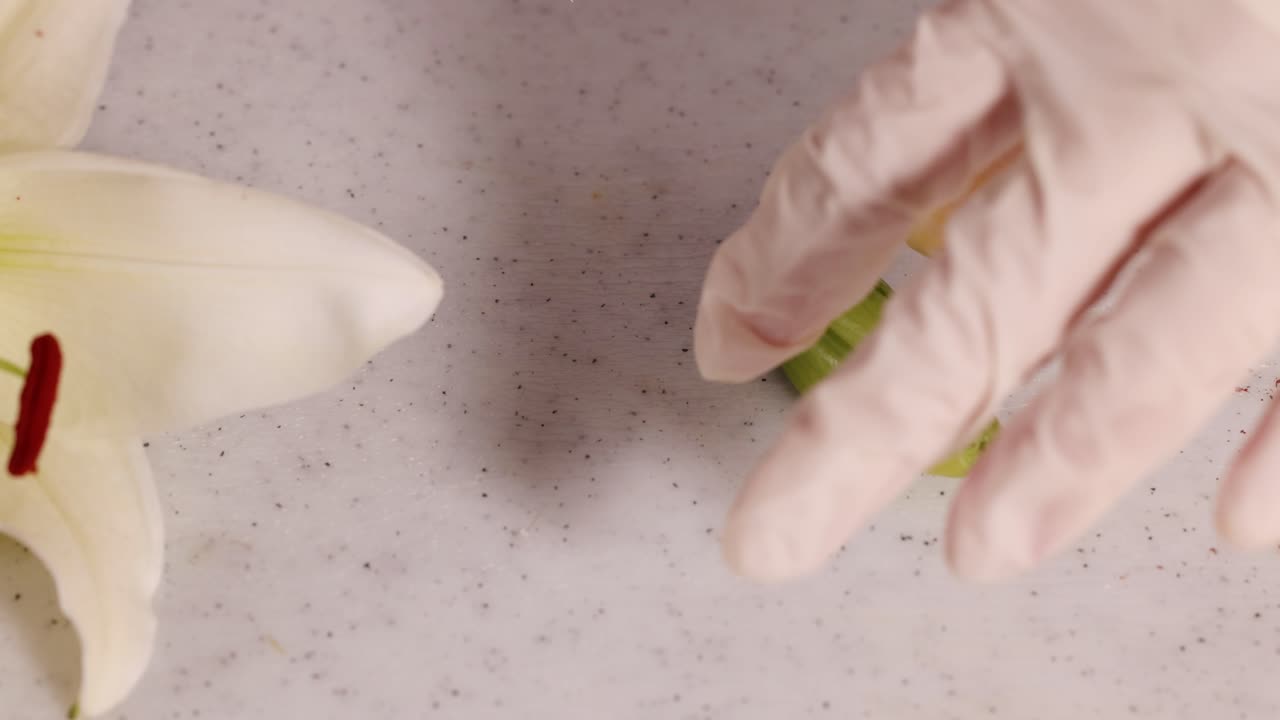 Close-up of a flower dissection highlighting anatomical details with gloved hands in a well-lit lab environment