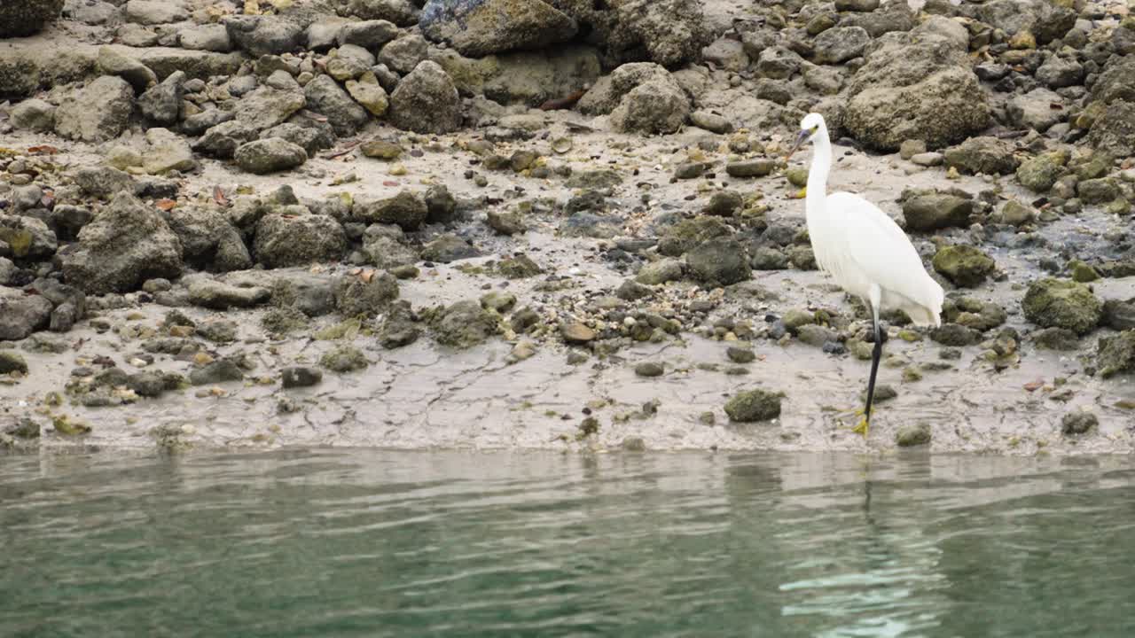 해변을 따라 날아가는 큰 독수리