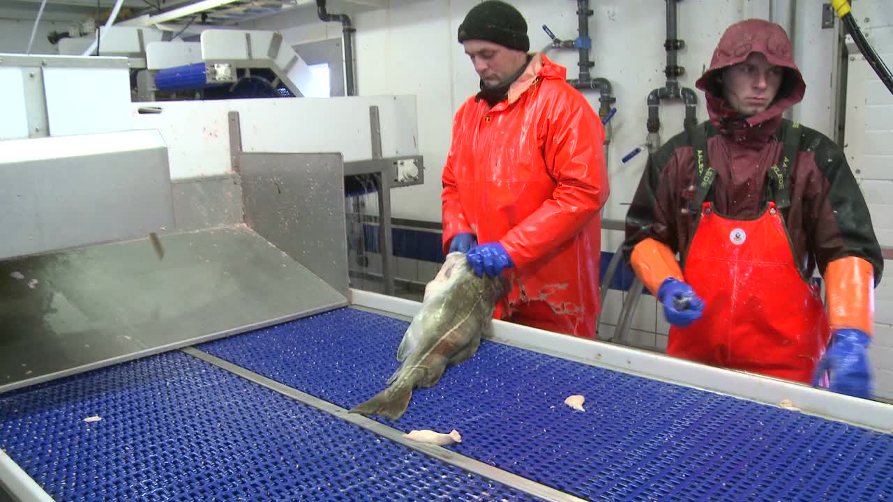 мужчины работают, разделывая и чистя рыбу на сборочной линии на рыбоперерабатывающем заводе