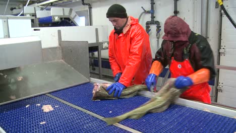 men work cutting and cleaning fish on an assembly line at a fish processing factory