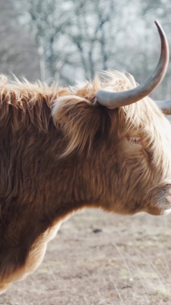 Profilo di Bovino Highland