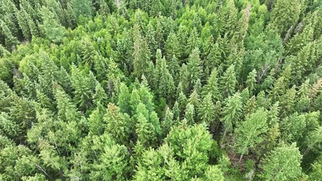 drone flying over a boreal forest