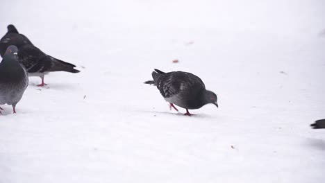 palomas en la nieve, primer plano