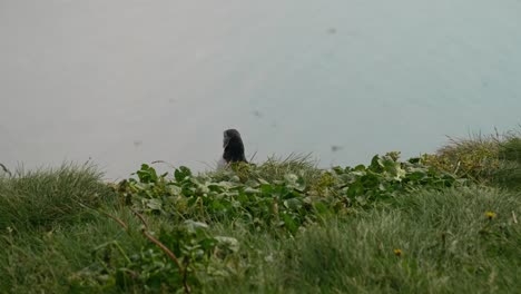 A-single-puffin-looks-around-before-flying-away