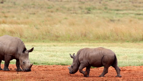 endangered white rhino calf bounces off in playful moment with other individual