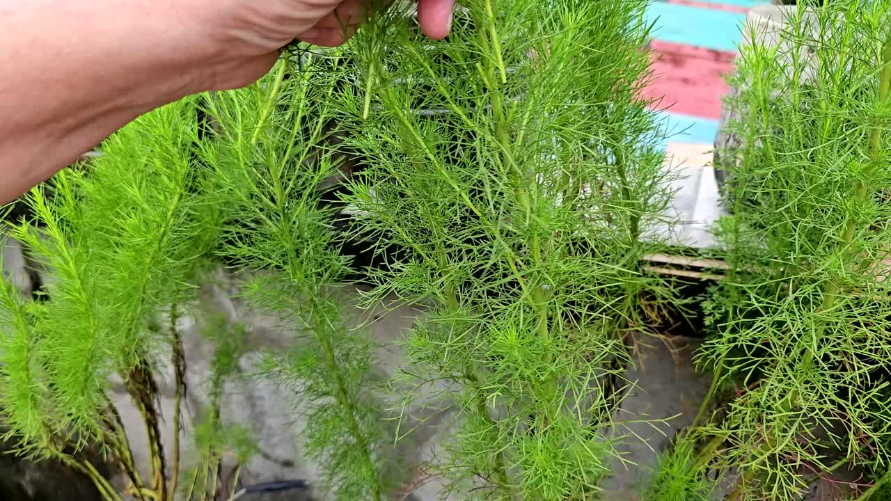 Primer plano de unas manos usando unas tijeras para cosechar eneldo fresco