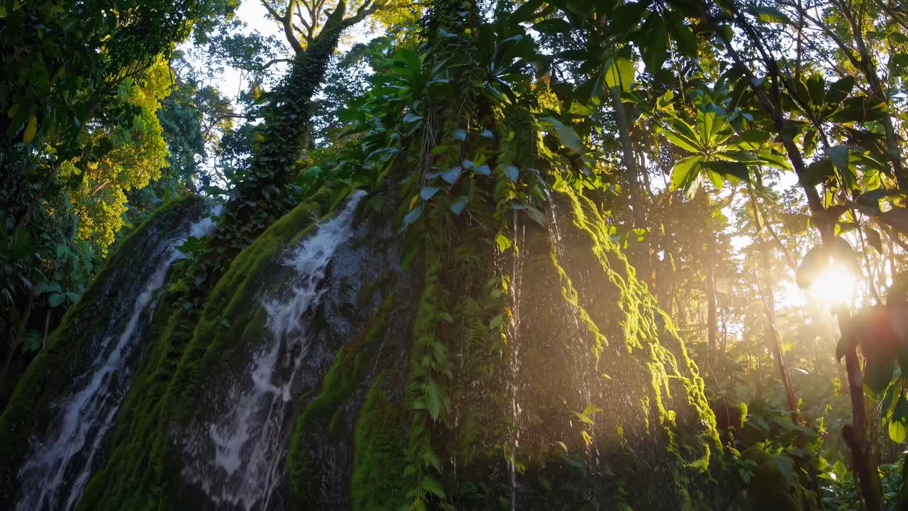Lush jungle scene with sunlight filtering through trees, captured from a low angle