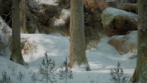 snowy forest path