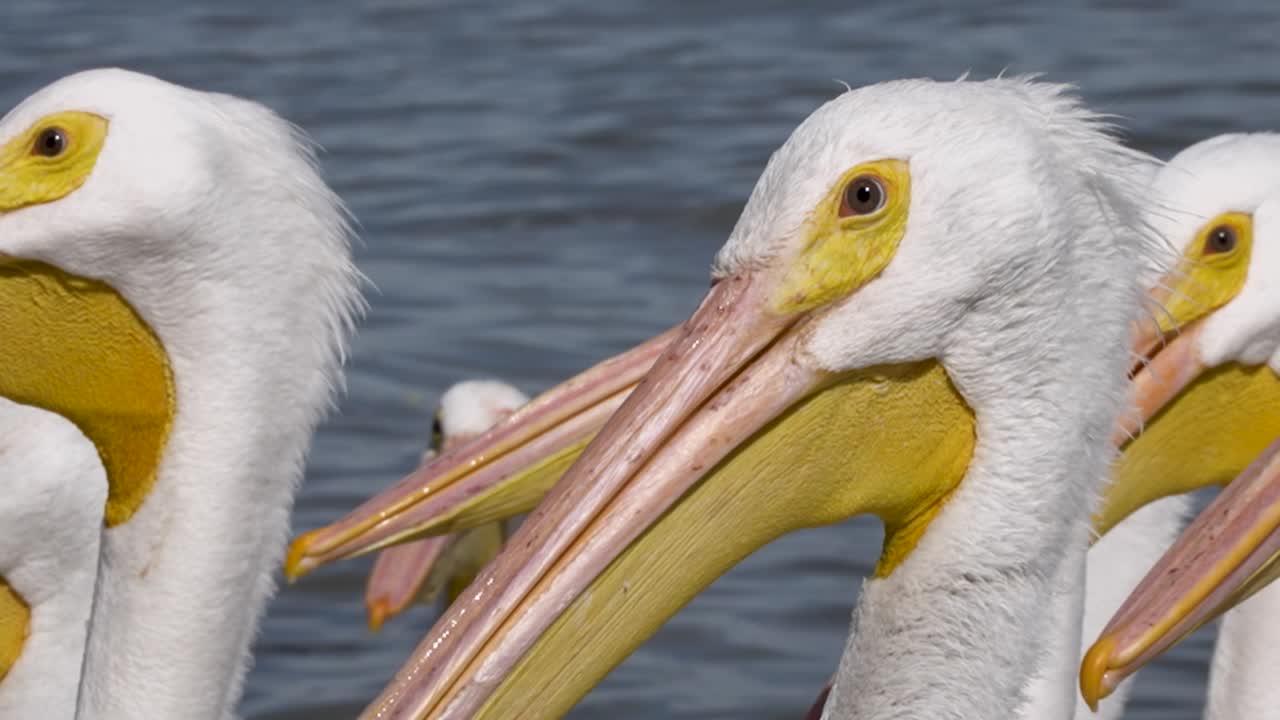 Pelicans living, flying and swimming at the small town of Petatan ,Mexico by the Chapala lake