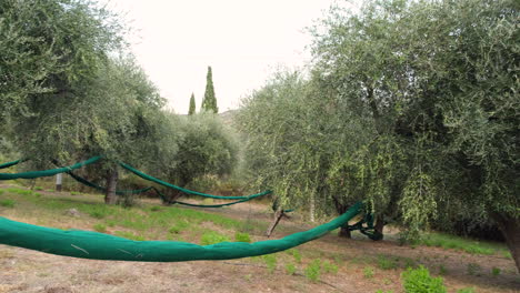 Olivenbäume-Landwirtschaft-Anbau