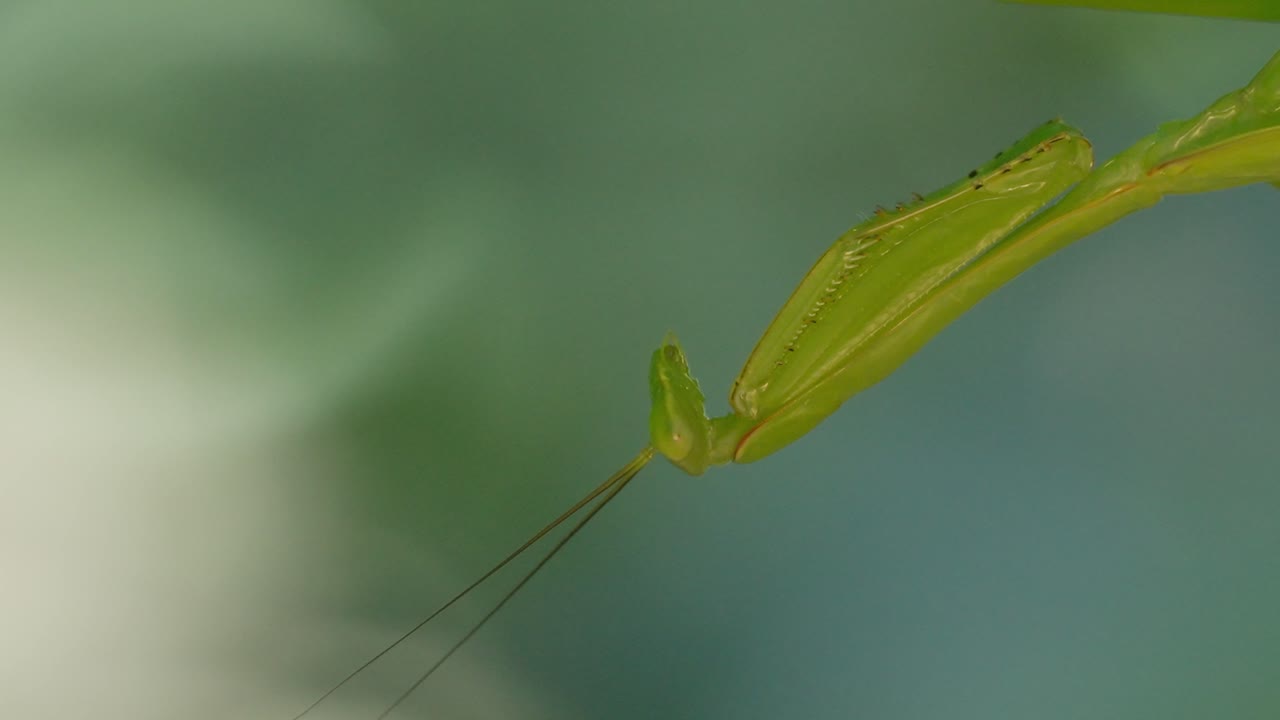 Close up shot of green Macro Mantis head in Tambopata, Madre de Dios Region, Peru, in the peruvian amazon
